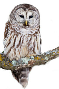 Country Living – Alarm Clock Not Required Image